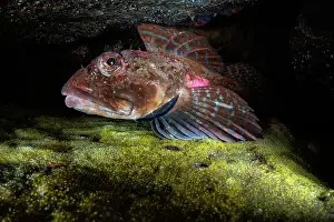 Protector Prints: Elkhorn sculpin (Alcichthys elongatus) male