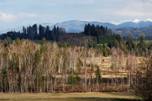 Upland Prints: Ellbach moor with forest and mountains in background, Upper Bavaria, Germany. April, 2023