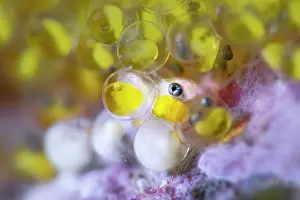 Magnification Prints: Elongated sculpin (Alcichthys elongatus) eggs