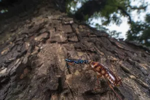 August 2021 Highlights Prints: Emerald cockroach wasp (Ampulex compressa) injecting venom into cockroach
