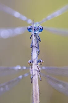 Above Gallery: Emerald damselflies (Lestes sponsa) mating, with male above. Peak District National Park