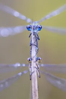 Images Dated 9th September 2015: Emerald damselflies (Lestes sponsa) mating, with male above. Peak District National Park