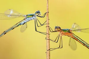 Images Dated 30th July 2015: Emerald damselflies (Lestes sponsa) resting on a reed, Cornwall, England, UK, July