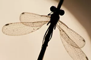 Images Dated 2nd September 2011: Emerald damselfly {Lestes sponsa}, silhouette against water, Arne (RSPB) Nature Reserve, Dorset, UK