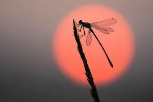 Bernard Castelein Gallery: Emerald damselfly (Lestes sponsa) at sunrise, Klein Schietveld, Brasschaat, Belgium