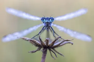 Symmetry Prints: Emerald damselfy (Lestes sponsa) at Ledstone pond near Leeds, UK. September