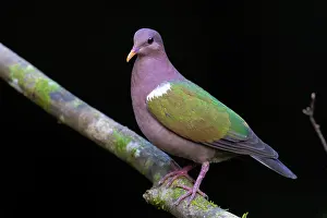 Pigeon Prints: Emerald dove (Chalcophaps indica) male