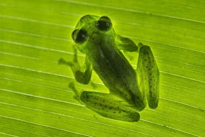 Green Gallery: Emerald Glass Frog (Centrolenella proseblepan) on leaf. Mid-altitude rainforest, Bosque de Paz
