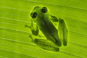 Emerald Glass Frog (Centrolenella proseblepan) on leaf. Mid-altitude rainforest, Bosque de Paz