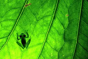 Centrolenidae Prints: Emerald glass frog (Espadarana prosoblepon) resting on a leaf, Mindo, Pichincha, Ecuador
