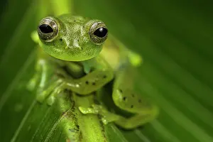 Centrolenidae Prints: Emerald glass frog (Espadarana prosoblepon) resting on leaf in cloud forest and looking around