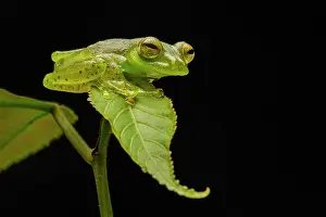 Centrolenidae Prints: Emerald glass frog (Espadarana prosoblepon) resting on a leaf at night