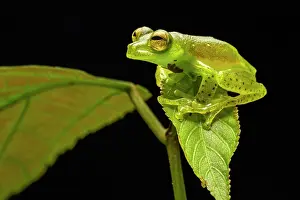 Emerald glass frog (Espadarana prosoblepon) resting on a leaf at night, Mindo, Pichincha, Ecuador