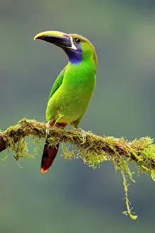 Ramphastidae Prints: Emerald toucanet (Aulacorhynchus prasinus) or Blue-throated toucanet (Aulacorhynchus caeruleogularis)