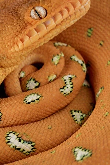 Orange Collection: Emerald tree Boa (Corallus batesii) close up portrait of juvenile whilst hanging on a branch