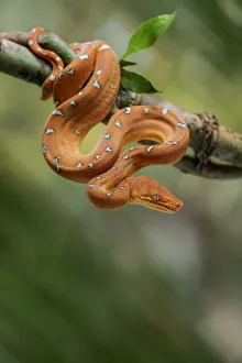 Emerald tree boa (Corallus batesii) juvenile hanging on a branch. Tambopata, Madre de Dios