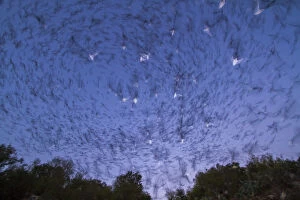 Images Dated 1st August 2011: Emergence of Mexican free-tailed bats (Tadarida brasiliensis) from Bracken Cave, Texas