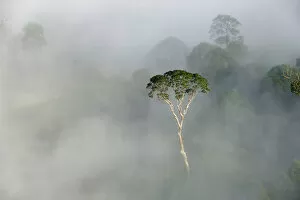 Emergent Menggaris Tree / Tualang (Koompassia excelsa) protruding from mist and low