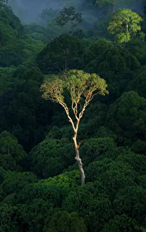 Emergent Menggaris Tree / Tualang (Koompassia excelsa) protruding the canopy of lowland rainforest