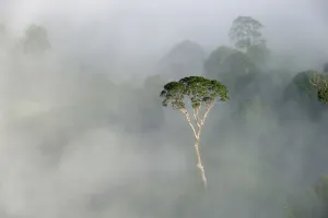 Malaysia Prints: Emergent Menggaris Tree / Tualang (Koompassia excelsa) protruding from mist and low
