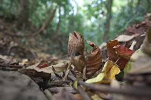 Agamidae Gallery: Emma Grays Forest Lizard (Calotes emma) in threat display, Xishuangbanna National