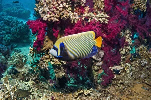 Georgette Douwma Collection: Emperor angelfish (Pomacanthus imperator) swimming past soft corals (Dendronephthya sp])