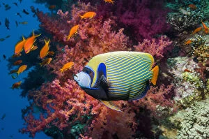 Georgette Douwma Gallery: Emperor angelfish (Pomacanthus imperator) swimming past coral reef. Egypt, Red Sea