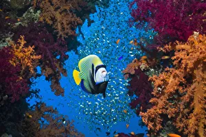 Emperor angelfish (Pomacanthus imperator) with soft corals and sweepers. Egypt, Red Sea