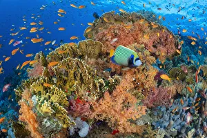 Serranidae Prints: Emperor angelfish (Pomacanthus imperator) swimming in front of Fire corals (Millepora dichotoma)
