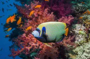 Emperor angelfish (Pomacanthus imperator) swimming past coral reef. Egypt, Red Sea