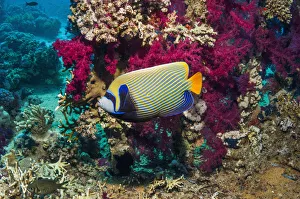 Emperor angelfish (Pomacanthus imperator) swimming past soft corals (Dendronephthya sp])