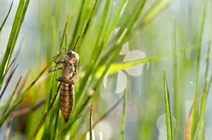 Moulting Prints: Emperor dragonfly {Anax imperator} chrysalis shell by waters edge, Denmark Farm, Wales, UK