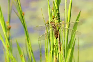 Cornwall Prints: Emperor dragonfly (Anax imperator) with exuvia