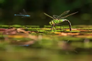 Zygoptera Prints: Emperor dragonfly (Anax imperator) female