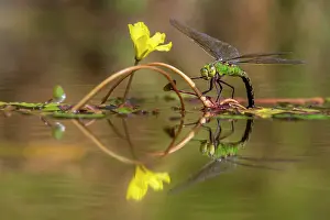 Cornwall Prints: Emperor dragonfly (Anax imperator) female
