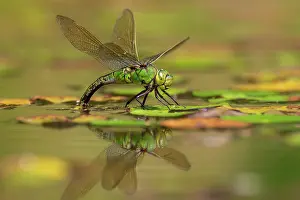 Cornwall Prints: Emperor dragonfly (Anax imperator) female