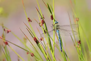 Emperor dragonfly (Anax imperator) male, with damaged wing, resting on reeds by water's edge, Meeth Quarry Nature Reserve, Devon, England, UK. June
