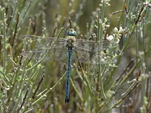 Legume Prints: Emperor dragonfly (Anax imperator) male
