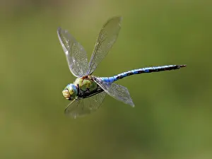 Damselfly Prints: Emperor dragonfly (Anax imperator) male in flight, Upper Bavaria, Germany. July