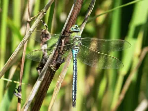 Lancashire Prints: Emperor dragonfly (Anax imperator) resting on reed stem