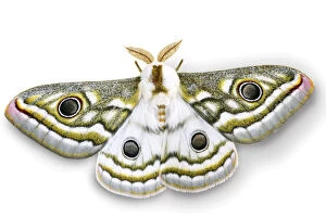 Emperor moth (Gonimbrasia species) digitally enhanced, Namibia