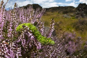 Emperor moth (Saturnia pavonia) caterpillar feeding on Ling heather (Calluna vulgaris)