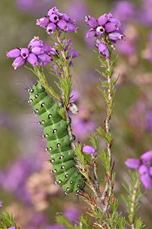 Images Dated 17th December 2015: Emperor Moth (Saturnia pavonia) caterpillar feeding on Clustered bell heather, Surrey
