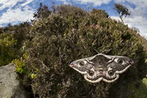British Wildlife Gallery: Emperor moth (Saturnia pavonia) female wide angle view showing heather moorland habitat