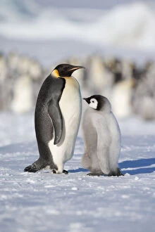 Penguins Collection: Emperor penguin adult and chick (Aptenodytes forsteri) within colony at Snow Hill Island rookery