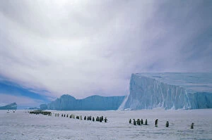Images Dated 7th March 2006: Emperor penguin adults and chicks going to colony {Aptenodytes forsteri} Auster EP rookery