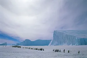 Emperor penguin adults and chicks going to colony {Aptenodytes forsteri} Auster EP rookery