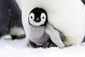 Images Dated 28th October 2006: Emperor penguin (Aptenodytes forsteri), chick in brood pouch, Snow Hill Island, Antarctic