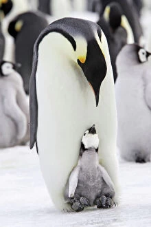 Aptenodytes Gallery: Emperor penguin (Aptenodytes forsteri), chick in brood pouch of parent, Snow Hill Island
