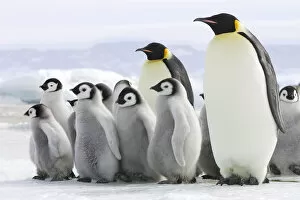 Antarctica Gallery: Emperor penguin (Aptenodytes forsteri) chicks on ice, Snow Hill Island, Antarctic